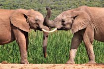 junge Elefanten rangeln von assy