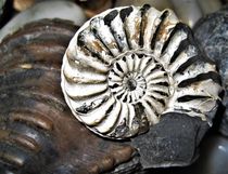 fossile Nautilus-Schnecke von assy