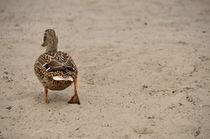 Duck by alfredmendels