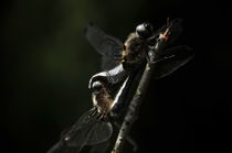 Dragonfly by alfredmendels