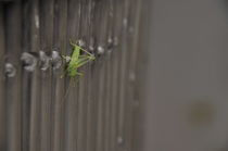 Grasshopper by alfredmendels