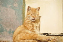 Cat by alfredmendels