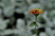 Flowering (series) by alfredmendels