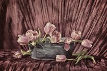 Zarte Tulpen  von Claudia Evans