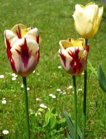 "Flammen-Tulpen" von assy