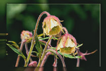  Growing at the creek - geum rivale by Chris Berger