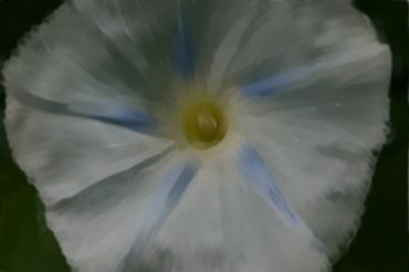 Painted-morning-glory