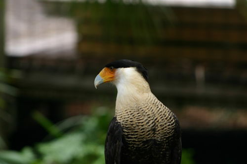 Andean-condor-2