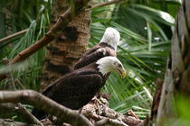 Pair of Bald Eagles by June Buttrick