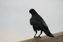 Silhouette of a Raven von June Buttrick