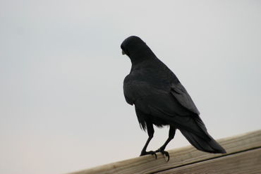 Raven-silhouette