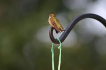 Ruby-throated hummingbird von June Buttrick