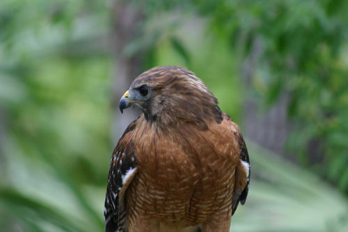 Hawk-close-up-2