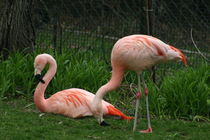 Pink Flamingos von June Buttrick