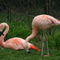 Pink-flamingo-pair
