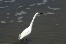 White egret by June Buttrick