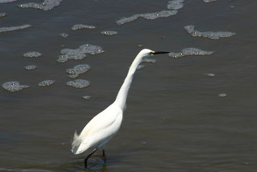 White-egret