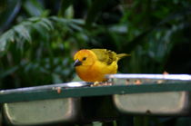 Yellow Finch von June Buttrick