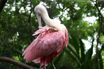 Pink spoonbill by June Buttrick