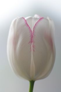 Tulpe weiss/rosa von atelier-kristen