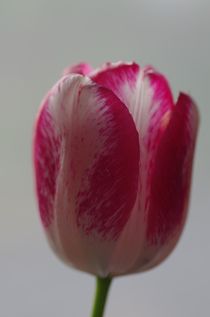 Tulpe rot/weiss by atelier-kristen