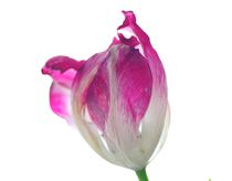 Tulpe rosa/weiss von atelier-kristen