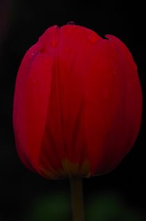 Tulpe Rot by atelier-kristen