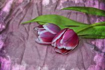 Rosa Tulpen von Claudia Evans