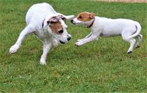 spielende Jack-Russel Terrier by assy