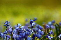Blue snowdrops by zlange