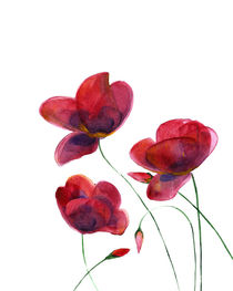 Poppies by mikart