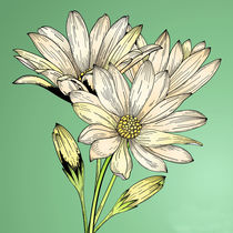 Daisy Flowers von mikart
