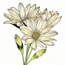 Daisy Flowers von mikart