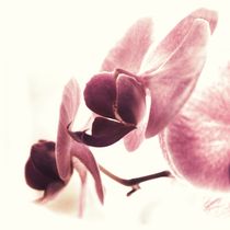 Orchidee by Daniel Klein