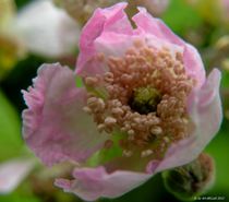 Brombeerblüte von art-dellas