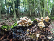 Fungi Gathering  by David Bishop