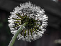 Sparkling drops - Dandelion at the rain by Chris Berger
