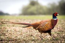 Pheasant by Jeremy Sage