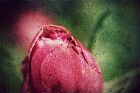 Rote-rose-2017-001q