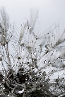 sparkling drops - Dandelion after the rain von Chris Berger