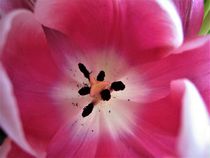 Blütenblätter der Tulpe by assy