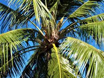  Kokospalme und blauer Himmel by assy