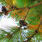 Beautiful-fir-tree-branch-with-cones