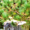 Evergreen-tree-branches-with-cones