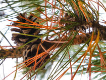 Pine Cone in Pine Tree von lanjee chee