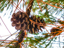 Pine Cone on a Pine Tree von lanjee chee