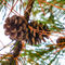 Pine-cone-on-a-pine-tree