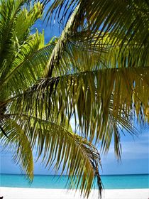 Palme und türkisfarbenes Meer ...Karibik von assy