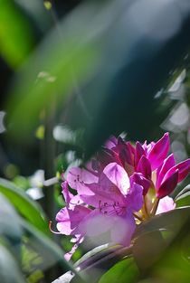Rhododendron... 17 by loewenherz-artwork