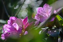 Rhododendron... 16 von loewenherz-artwork